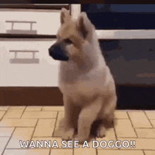 Excited Dogs GIF - Excited Dogs Puppy GIFs