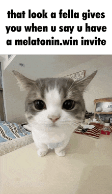 a cat that looks like a fella gives you when u say u have a melatonin