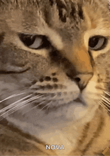 a close up of a cat 's face with the word nova written below it