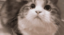 Toby Sikucing Toby The Cat GIF - Toby Sikucing Toby The Cat Cute GIFs