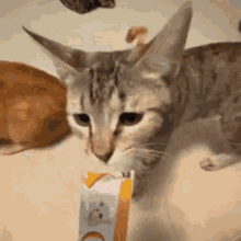 Cat Cat Silly GIF - Cat Cat Silly Cat Holding Cat Head GIFs