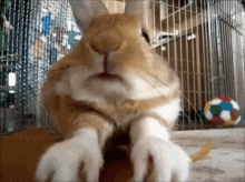 Animals Rabbit GIF - Animals Rabbit Cute GIFs