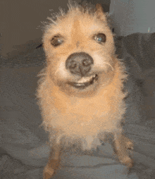 Scrunchy Dog Awkward Smile GIF
