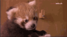 Hai GIF - Red Panda Cub Wave GIFs
