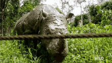 Stare Puntong GIF - Stare Puntong Supporting Puntong The Rhino GIFs