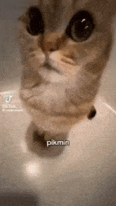 a cat is standing in a sink and looking at the camera with big eyes .