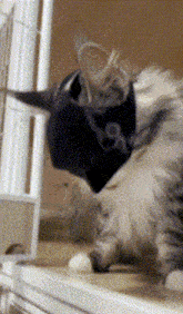 GIF