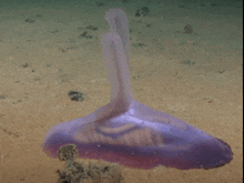 sea creature erect aroused ocean