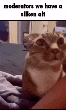 a cat is sitting on a person 's lap with the words `` moderators we have a silken alt '' above it .
