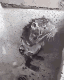 Rat Ratatouille GIF