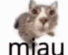 Cat Kataman GIF - Cat Kataman GIFs