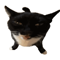 a close up of a black and white cat 's face on a white background