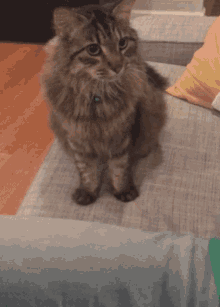 Cat Hold Hands GIF - Cat Hold Hands Cute GIFs