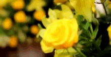 أحلى ورود زهور جميلة ورد العيد GIF - Feast Flowers Eid Flowers Lovliest Roses GIFs
