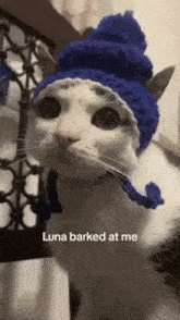 a white cat wearing a blue hat with the words luna barked at me written on it .
