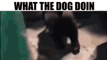 Dog What The Dog Doin GIF - Dog What The Dog Doin What The Dog GIFs