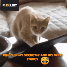 Funny Cats Slots GIF