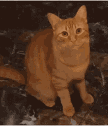 a cat is sitting on the floor and looking at the camera .