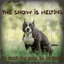 Pitbull Poop GIF - Pitbull Poop Snow GIFs