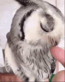 Owl Aww GIF - Owl Aww Pet GIFs