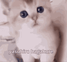 Yasuhiro Kitten Dangaronpa GIF