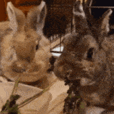 Bunny Bunnies GIF - Bunny Bunnies Eating GIFs
