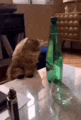Cat Bottle GIF - Cat Bottle Bubbles GIFs
