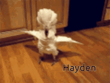 Ha Hayden GIF - Ha Hayden GIFs