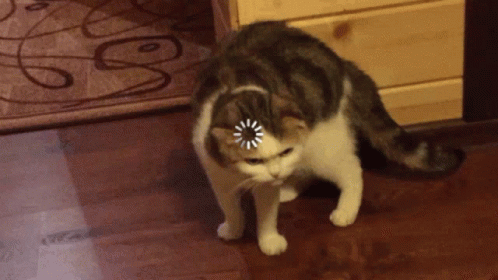Cat Cute GIF - Cat Cute Kitten GIFs