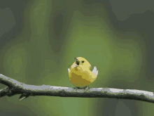 Canary Bird Aaaaaaaah GIF - Canary Bird Canary Bird GIFs
