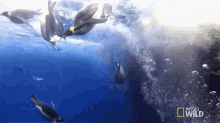 diving world penguin day penguinpalooza into the deep swimming penguins