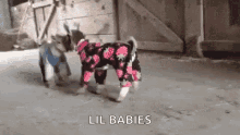 Baby Goat Pajamas GIF - Baby Goat Pajamas Playtime GIFs
