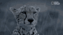 Rain Cheetah GIF - Rain Cheetah Wild Animal GIFs