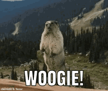 Woogie Beaver GIF - Woogie Beaver Scream GIFs