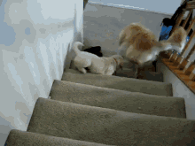 Over Confident GIF - Puppy Dog Stair GIFs