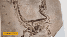 Sinosauropteryx Nat Geo Explores GIF