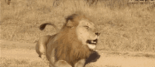 Lion Yes GIF