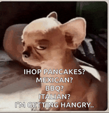 a picture of a chihuahua with the caption " i hop pancakes mexican bbq italian i 'm getting hangry "