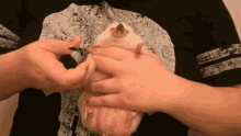 Hedgehog Manicure GIF - Hedgehog Manicure Cleaning GIFs