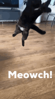 Purrcival Meowch GIF - Purrcival Meowch Meow GIFs
