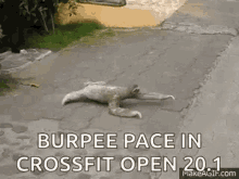 cross fit burpees sloth
