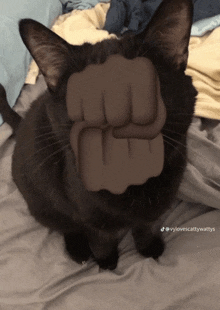 Silly Cat Open Tik Tok GIF