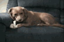 Dog Eating A Bone And Thinks His Own Foot Is Trying To Steal It! GIF - Dogs Cute Eating GIFs