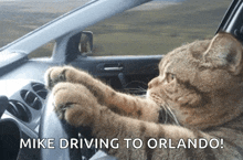 Cat Driving Serious GIF