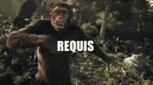 Requis Required GIF - Requis Required Monkey GIFs