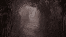 Forest Night GIF