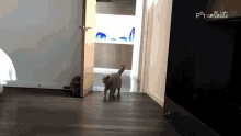 Startled The Pet Collective GIF - Startled The Pet Collective Cat GIFs