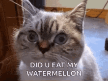 Watermelon Cat GIF - Watermelon Cat Did You Eat My Food GIFs