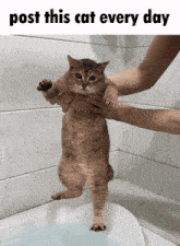 Soggy Cat Bath Time GIF