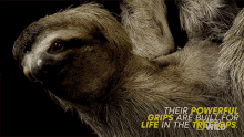 untamed sloth